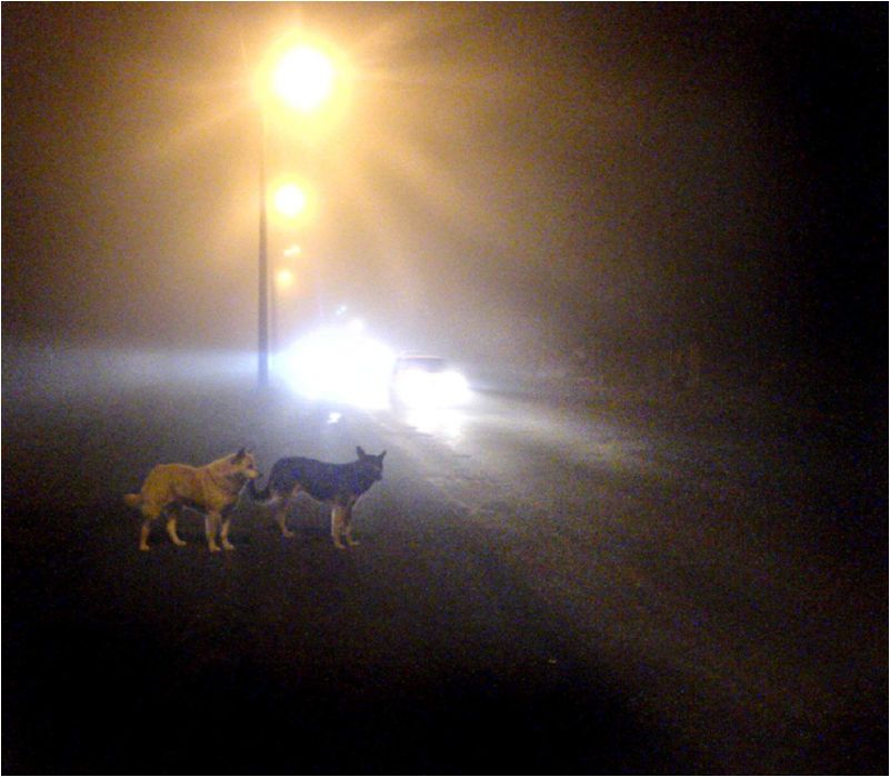 Фото15 Дворницын А.