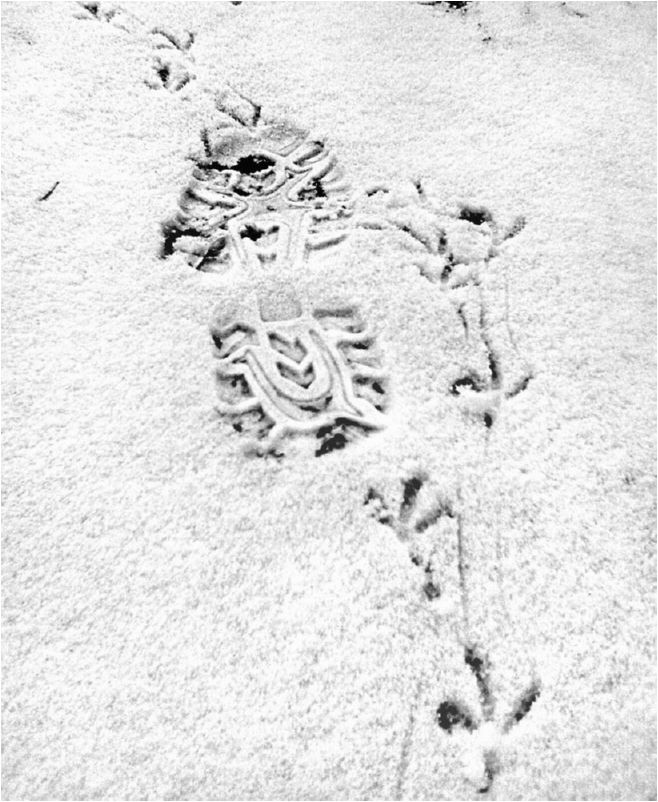 Фото19 Дворницын А.